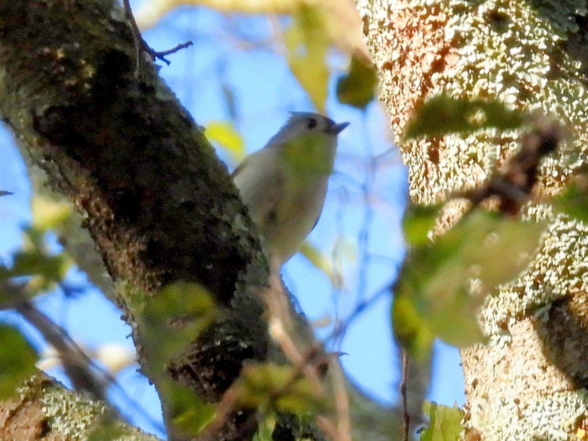 Mésange bicolore - ML643331704