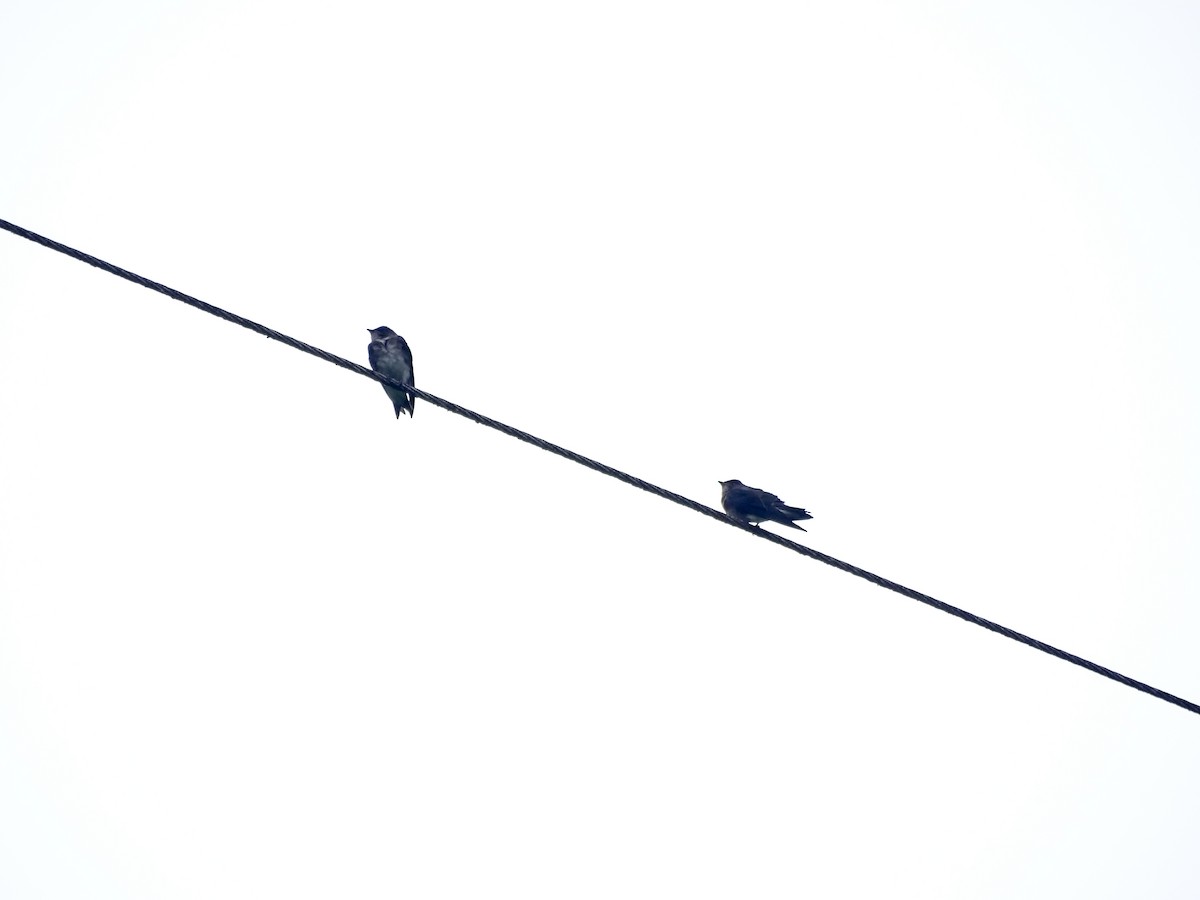 Hirondelle chalybée - ML643331711