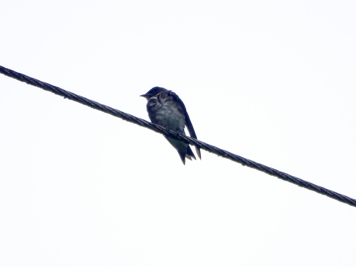 Hirondelle chalybée - ML643331712
