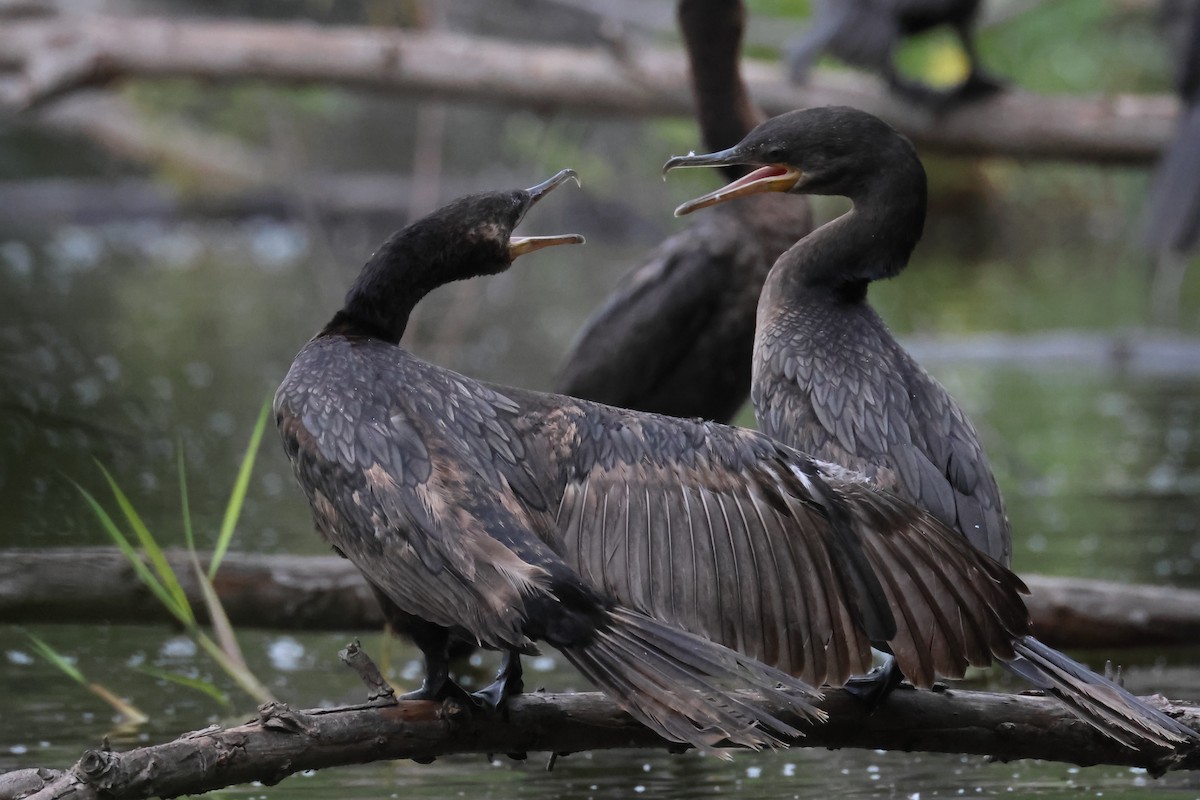 Neotropic Cormorant - ML643331715