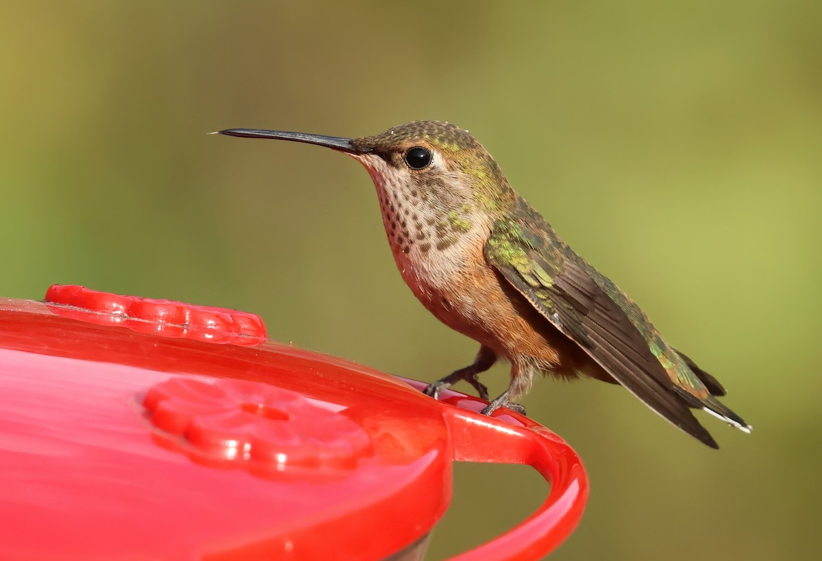 Colibri roux ou C. d'Allen - ML643331728