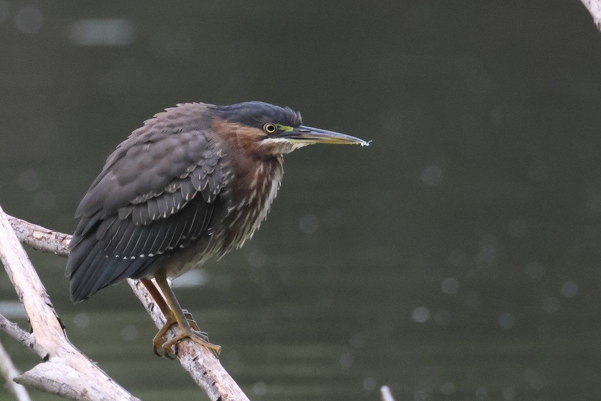 Green Heron - ML643331729
