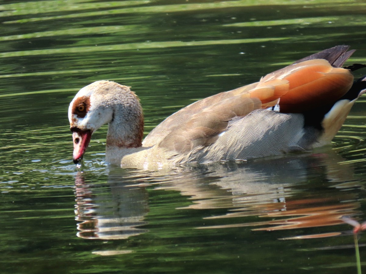 Egyptian Goose - ML643331730