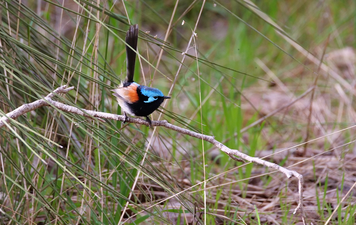 Red-winged Fairywren - ML643331732