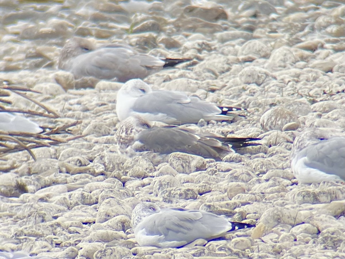 Kaio iluna - ML643331753