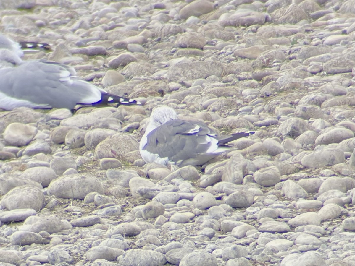 Kaio iluna - ML643331754