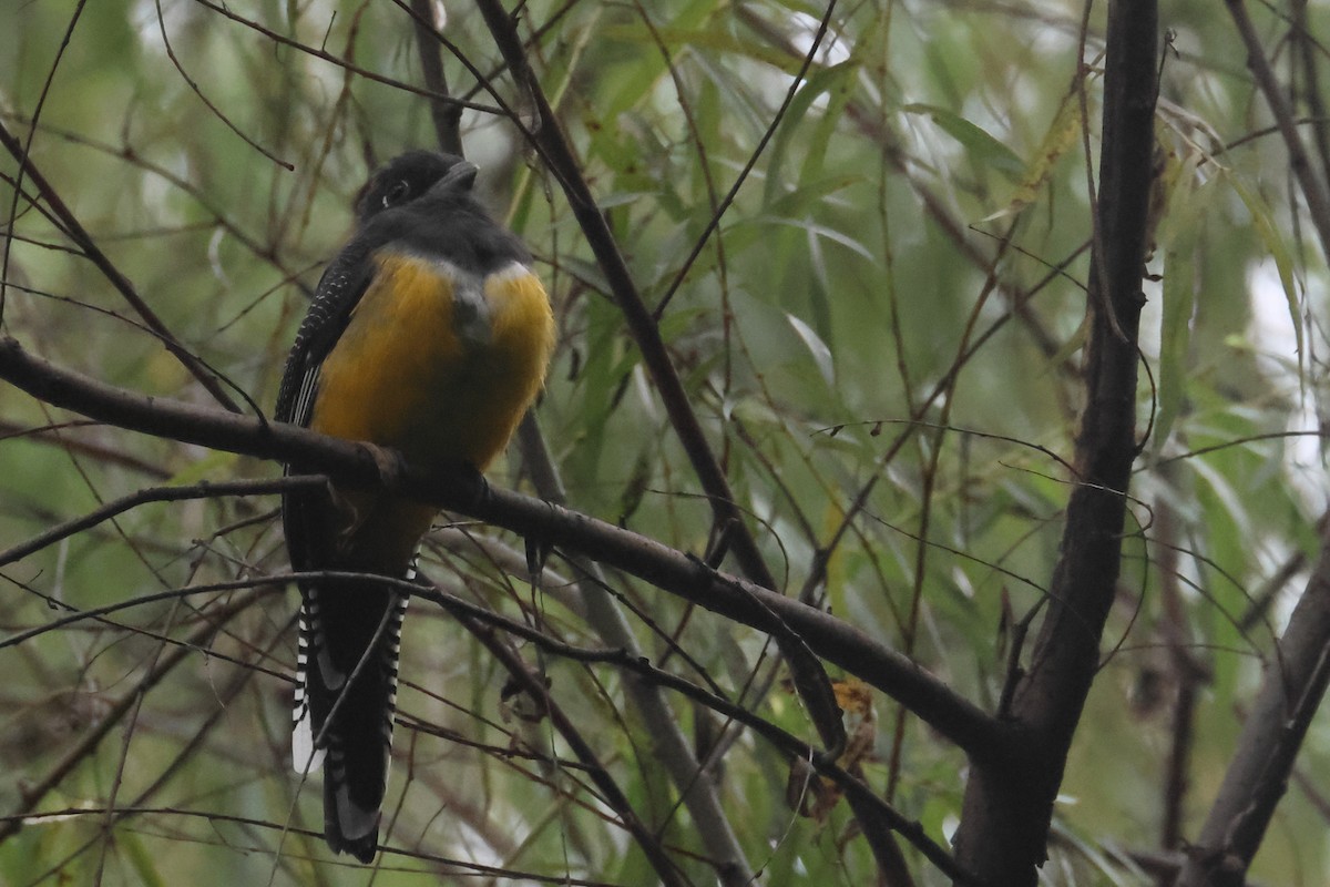 monokkeltrogon - ML643331757