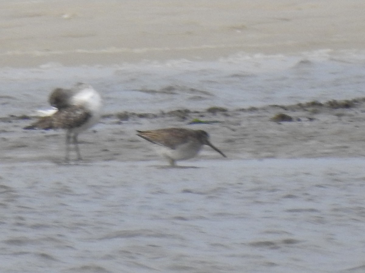 kortnebbekkasinsnipe/langnebbekkasinsnipe - ML643331786