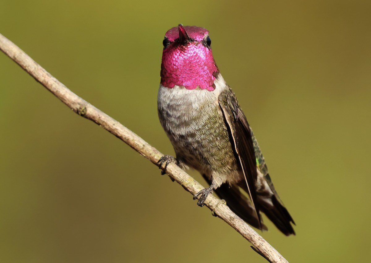 rødmaskekolibri - ML643331791