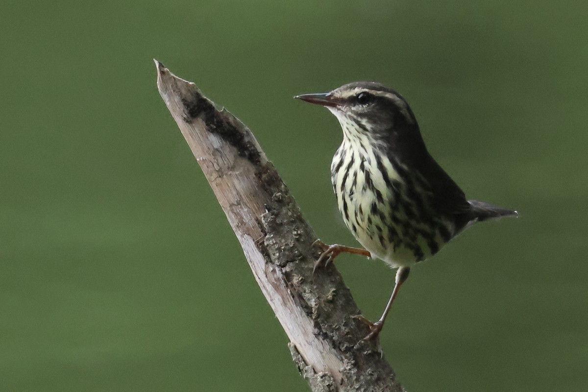 Northern Waterthrush - ML643331795