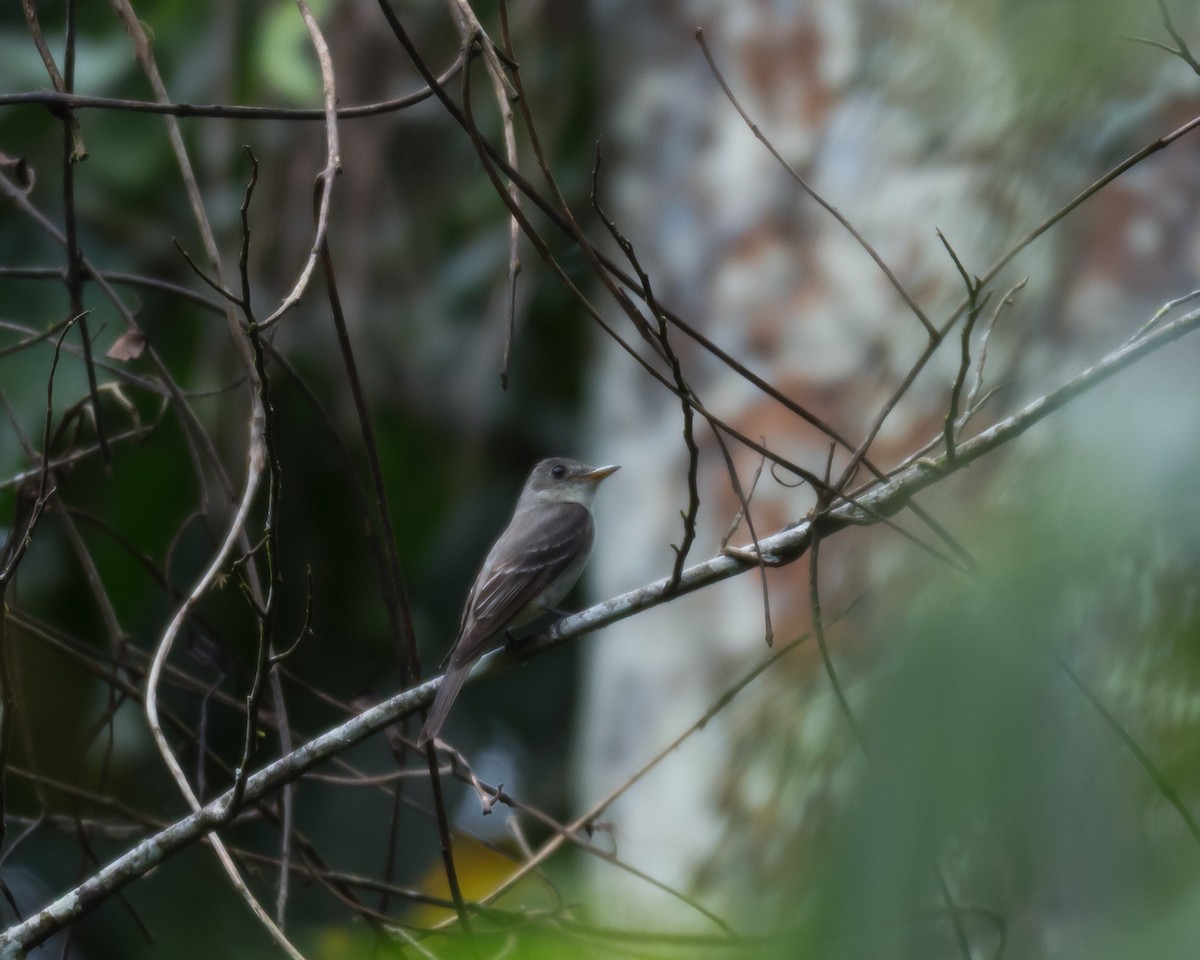 Western/Eastern Wood-Pewee - ML643331828