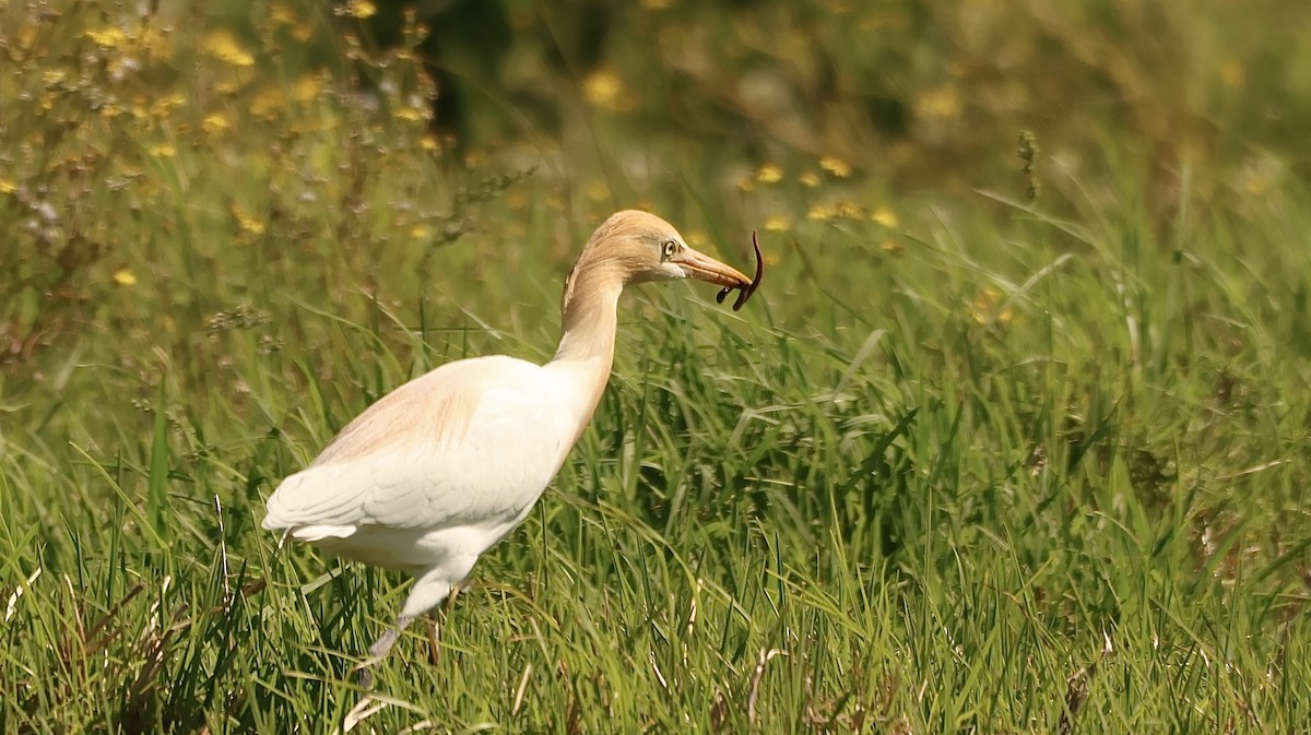 Eastern Cattle-Egret - ML643331836