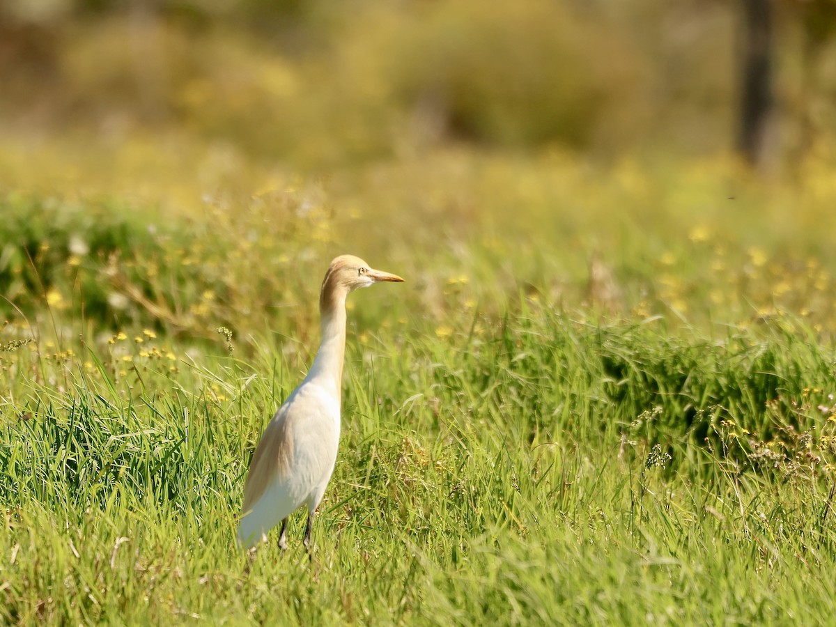Eastern Cattle-Egret - ML643331837