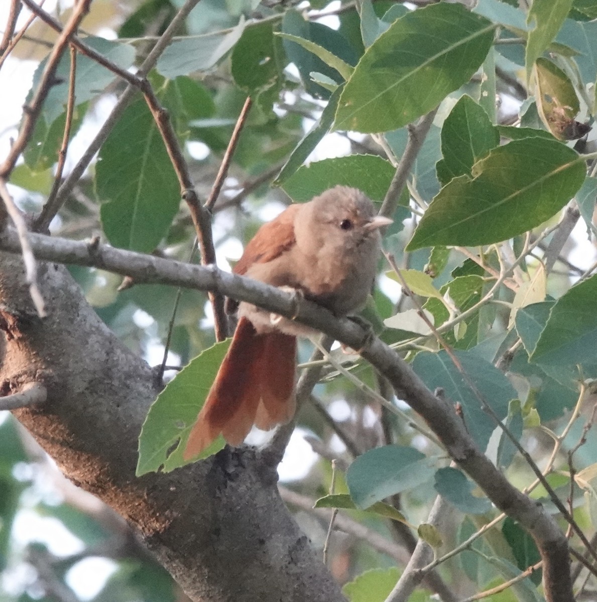 Кошикороб мінливий (підвид fusciceps) - ML643331842