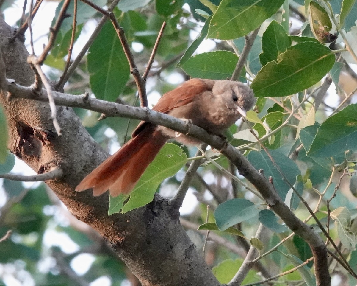 Кошикороб мінливий (підвид fusciceps) - ML643331843