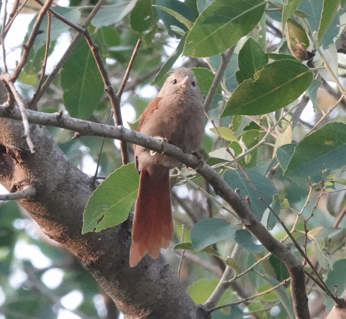 Кошикороб мінливий (підвид fusciceps) - ML643331844