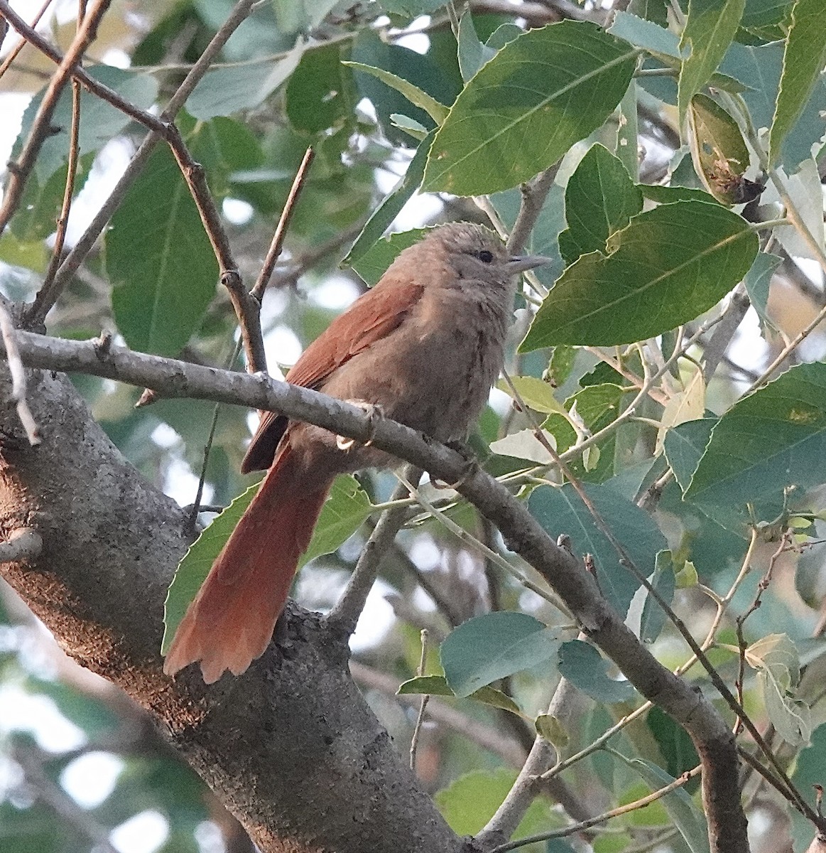 Кошикороб мінливий (підвид fusciceps) - ML643331845