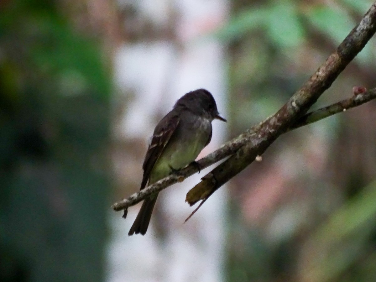 Contopus sp. - ML643331887