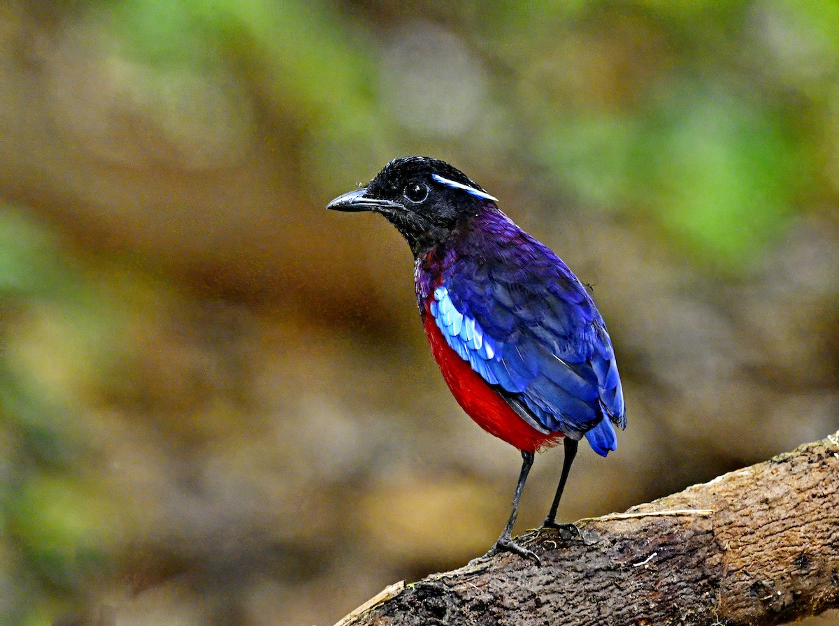 クロアカヤイロチョウ - ML643331888