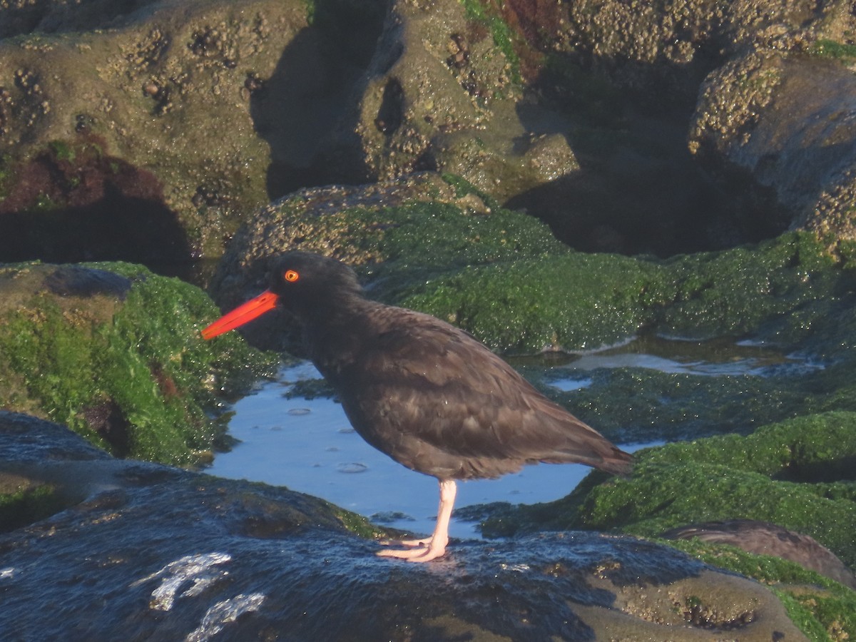 Black Oystercatcher - ML643331889