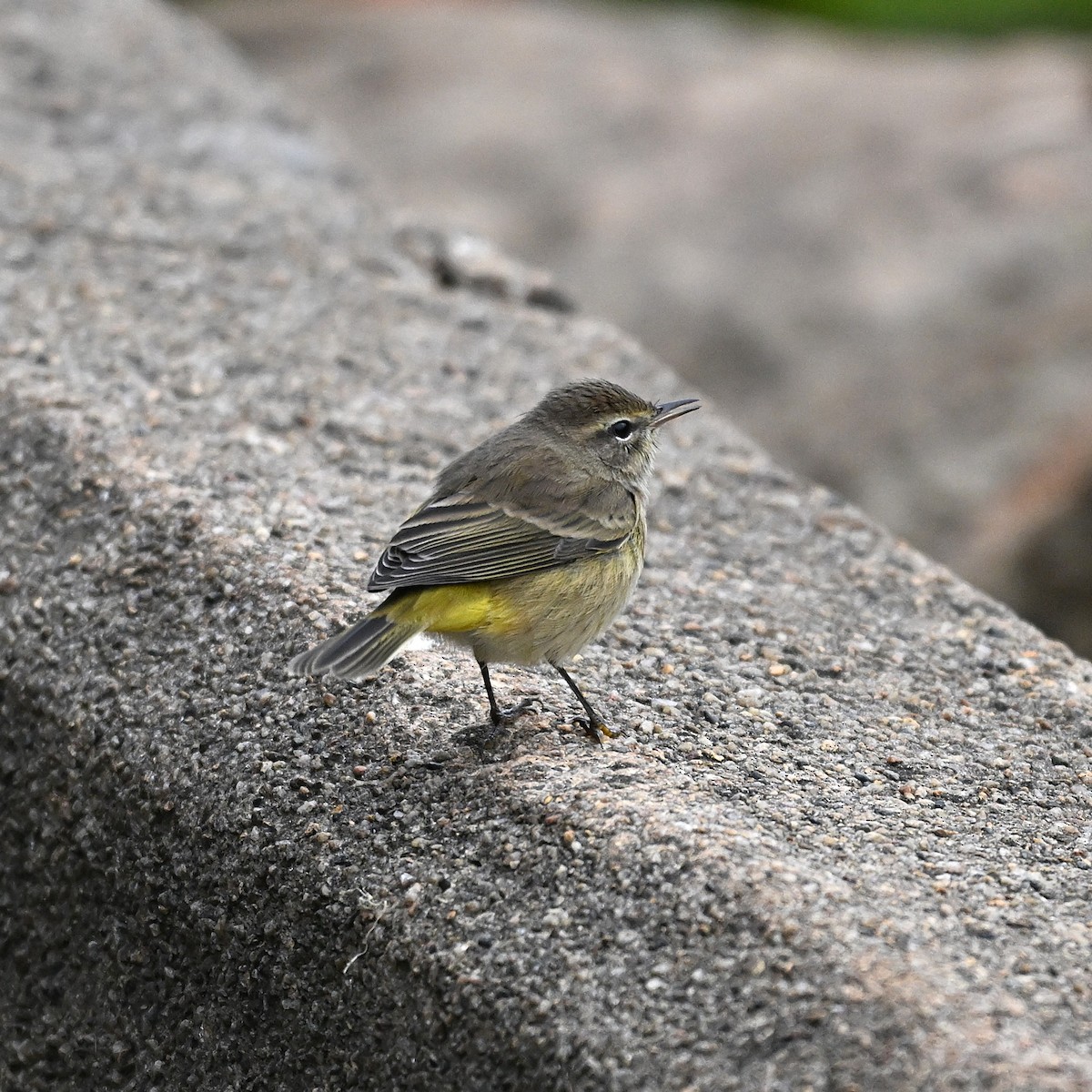 Palm Warbler - ML643331890