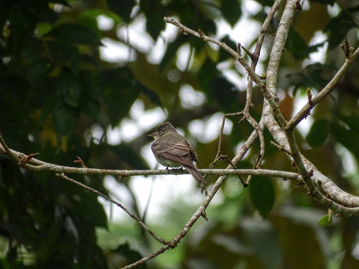 Contopus sp. - ML643331892