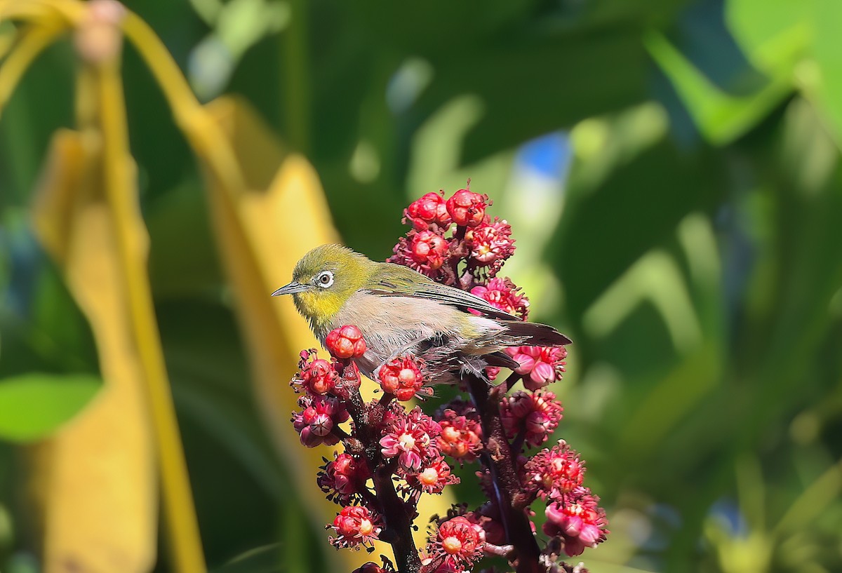 Warbling White-eye - ML643331901
