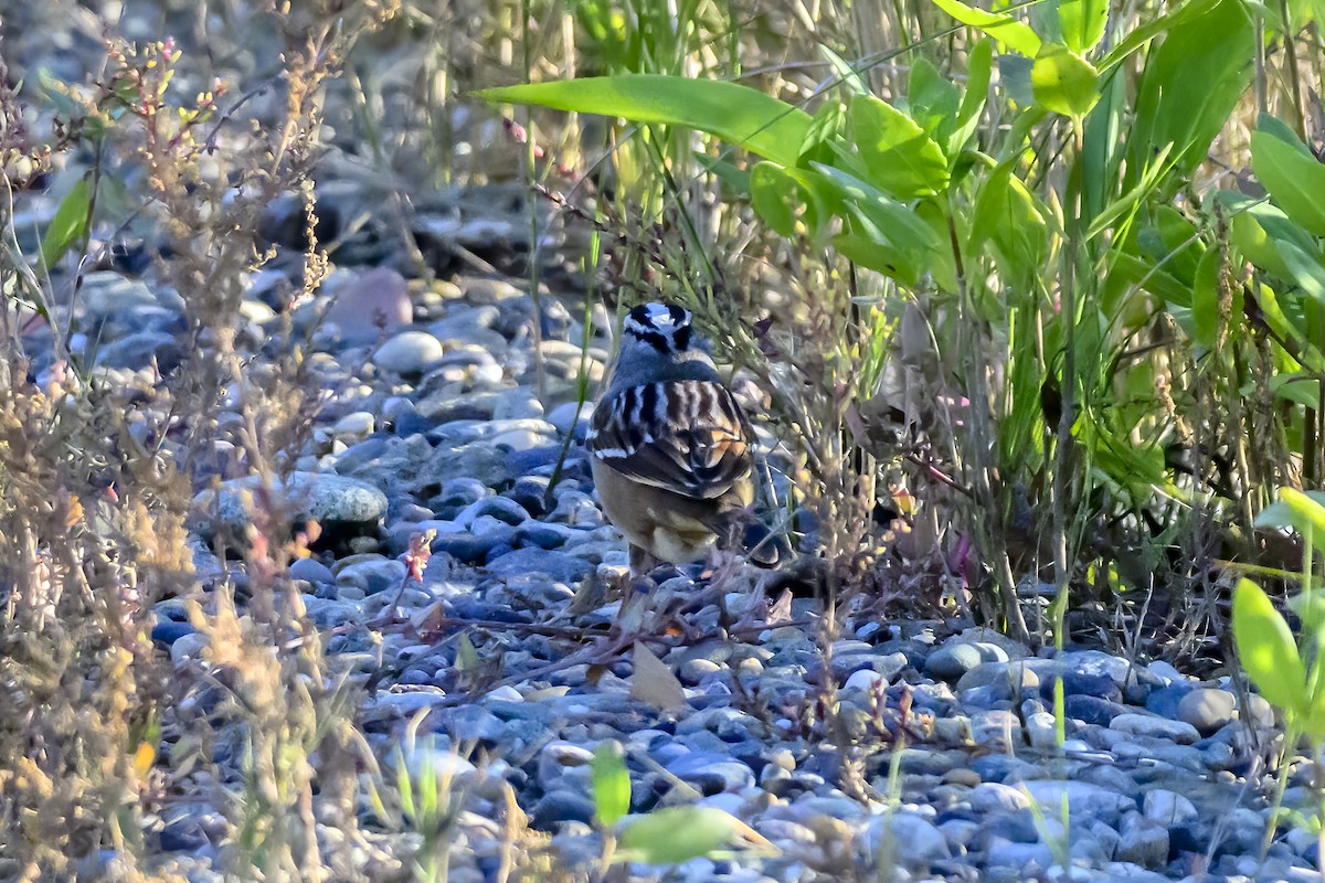 White-crowned Sparrow - ML643331912