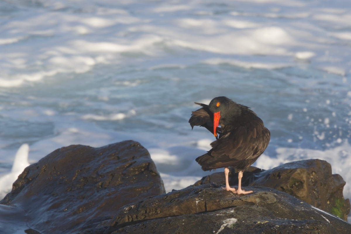 Black Oystercatcher - ML643331919