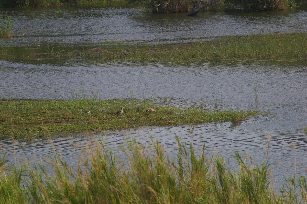 Egyptian Goose - ML643331933