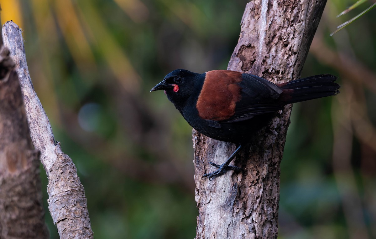 North Island Saddleback - ML643331953