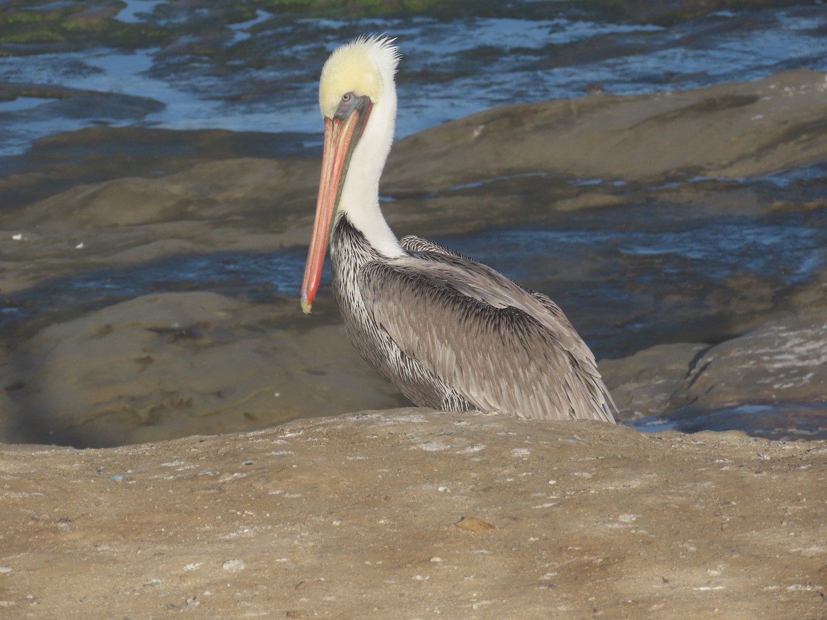 Brown Pelican (California) - ML643331954