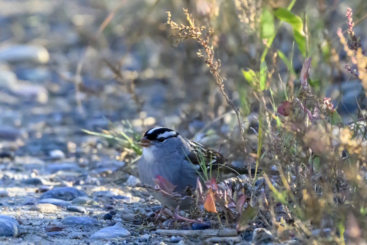 White-crowned Sparrow - ML643331955