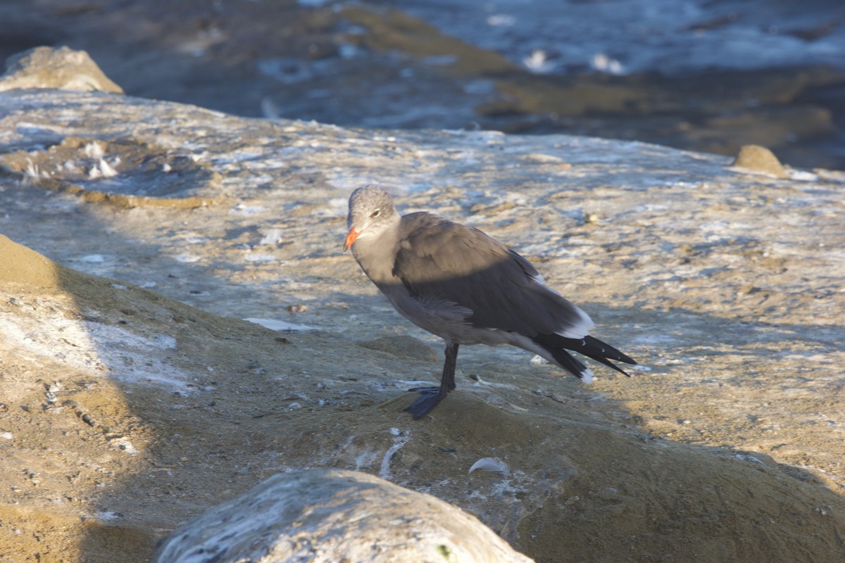 Heermann's Gull - ML643331962