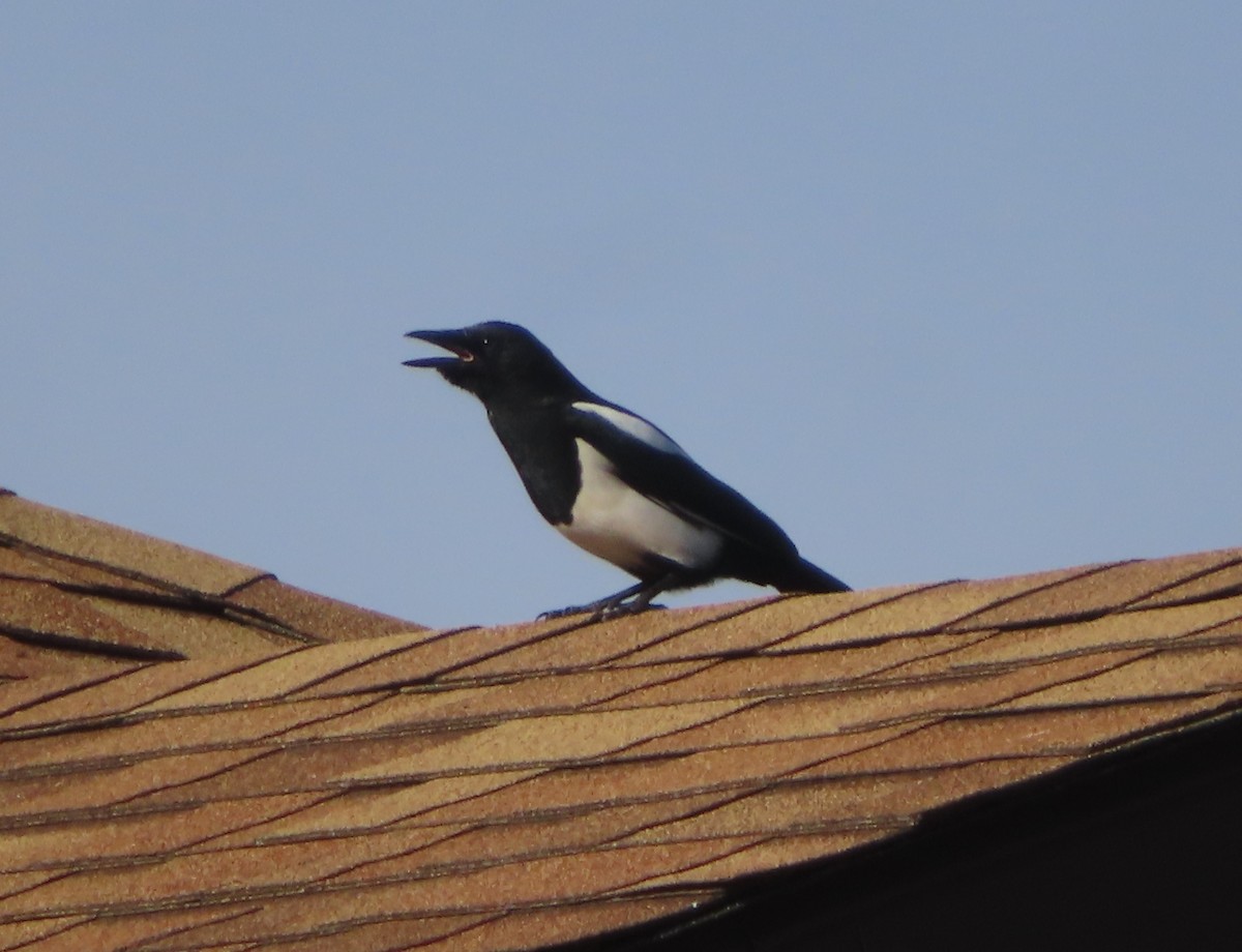Black-billed Magpie - ML643331965