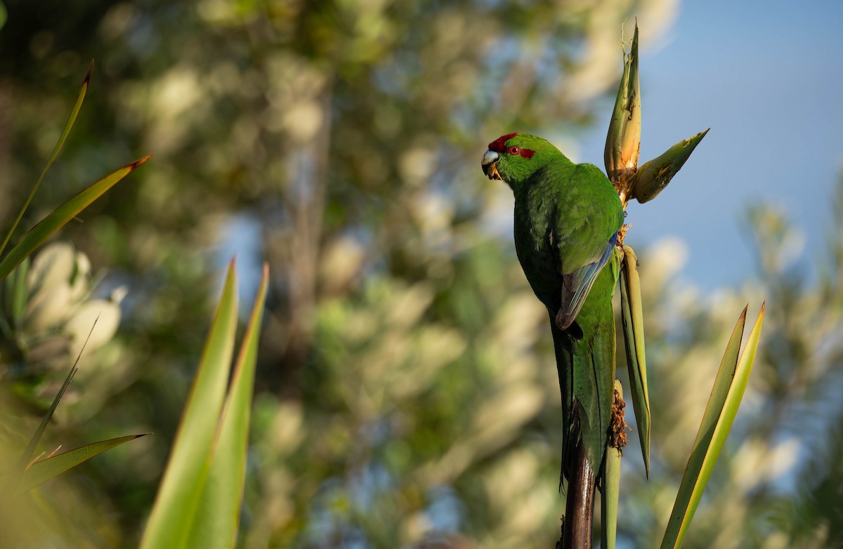 Red-crowned Parakeet - ML643331966