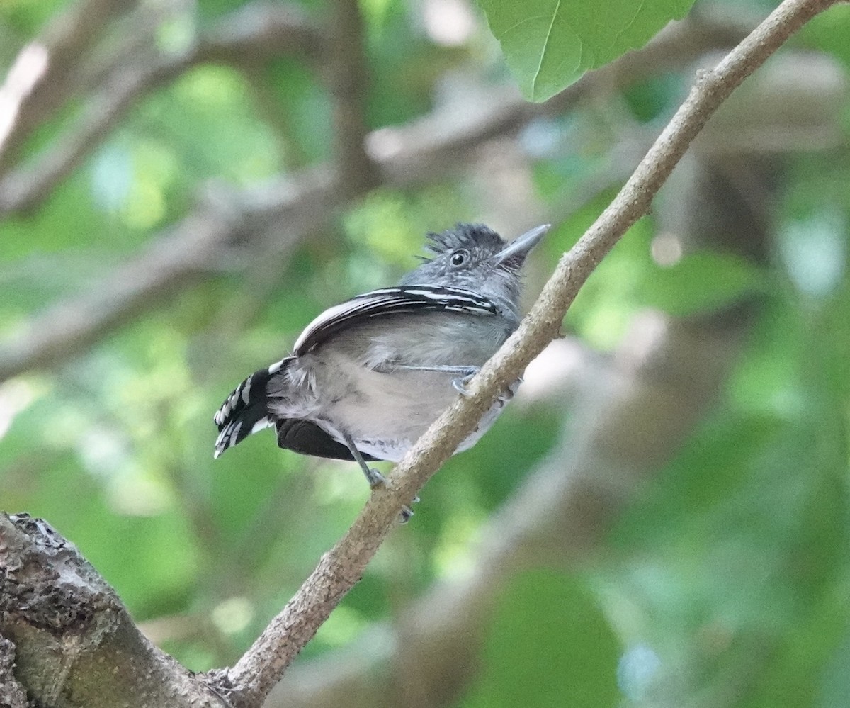 Bolivian Slaty-Antshrike - ML643331967