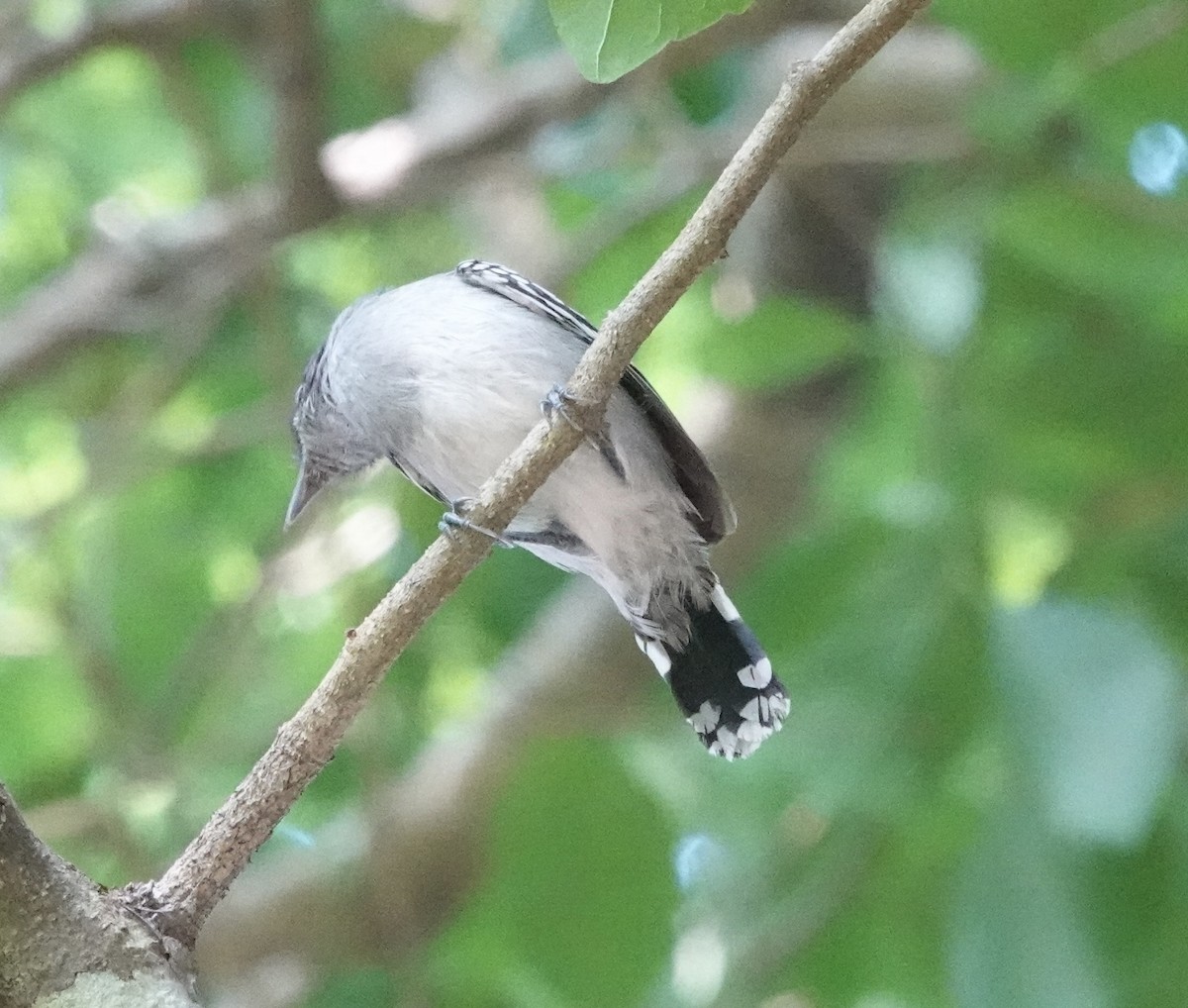 Bolivian Slaty-Antshrike - ML643331968