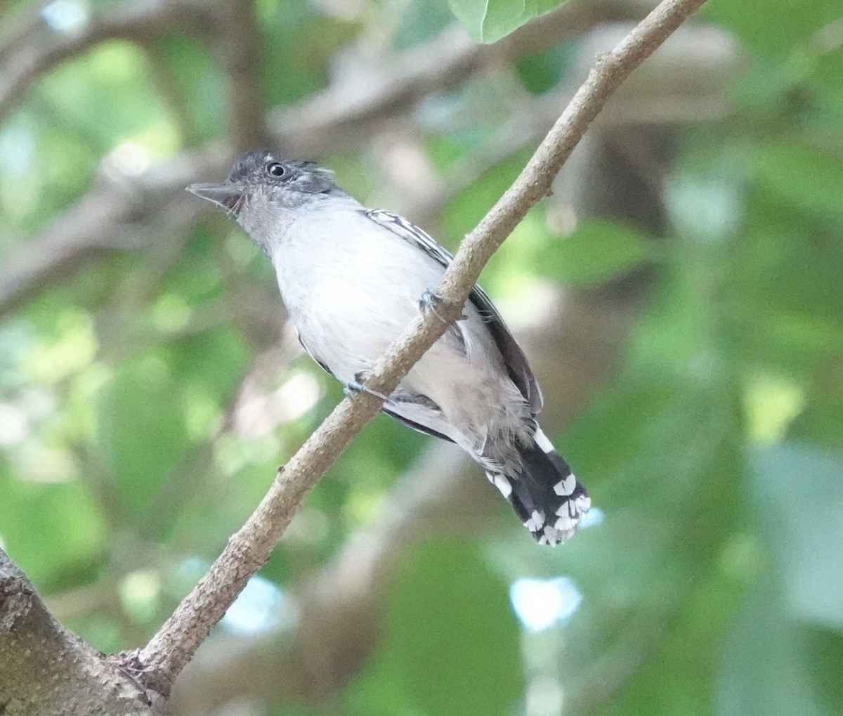 Bolivian Slaty-Antshrike - ML643331969