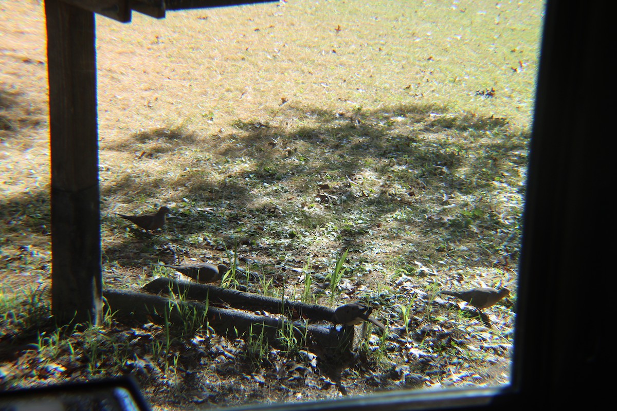 Mourning Dove - ML643331970