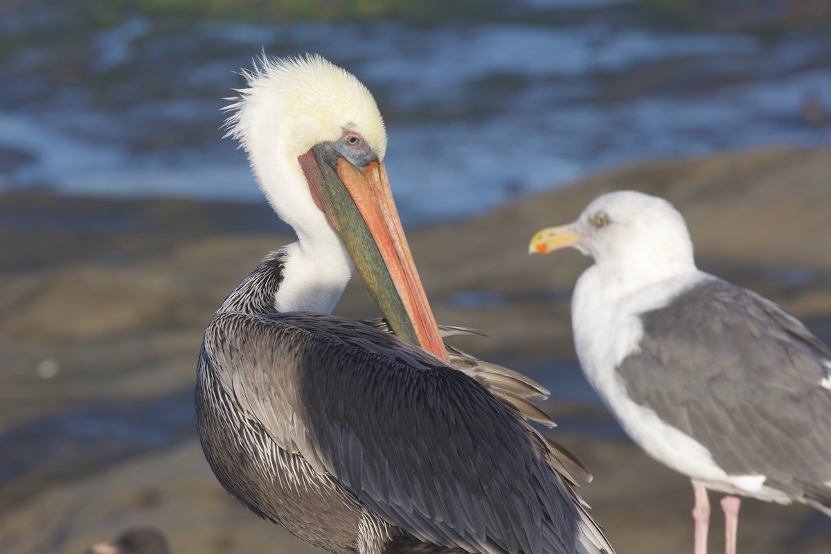Brown Pelican (California) - ML643331971