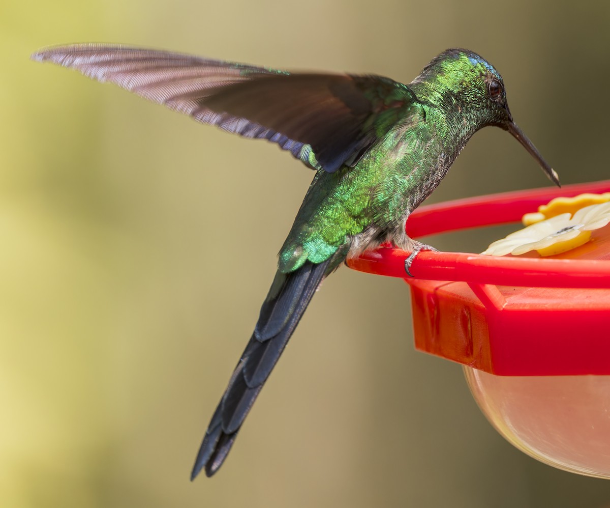 Violet-capped Woodnymph - ML643331972
