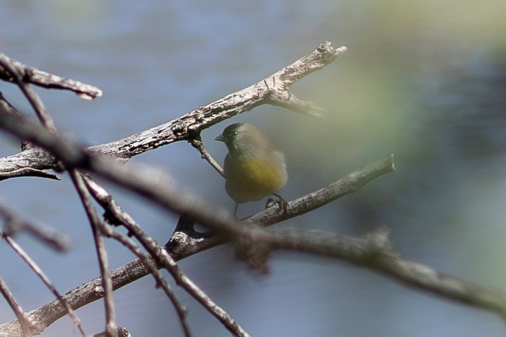 Lawrence's Goldfinch - ML643331973