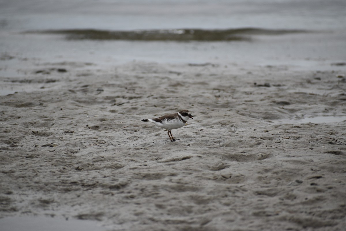 Semipalmated Plover - ML643331974