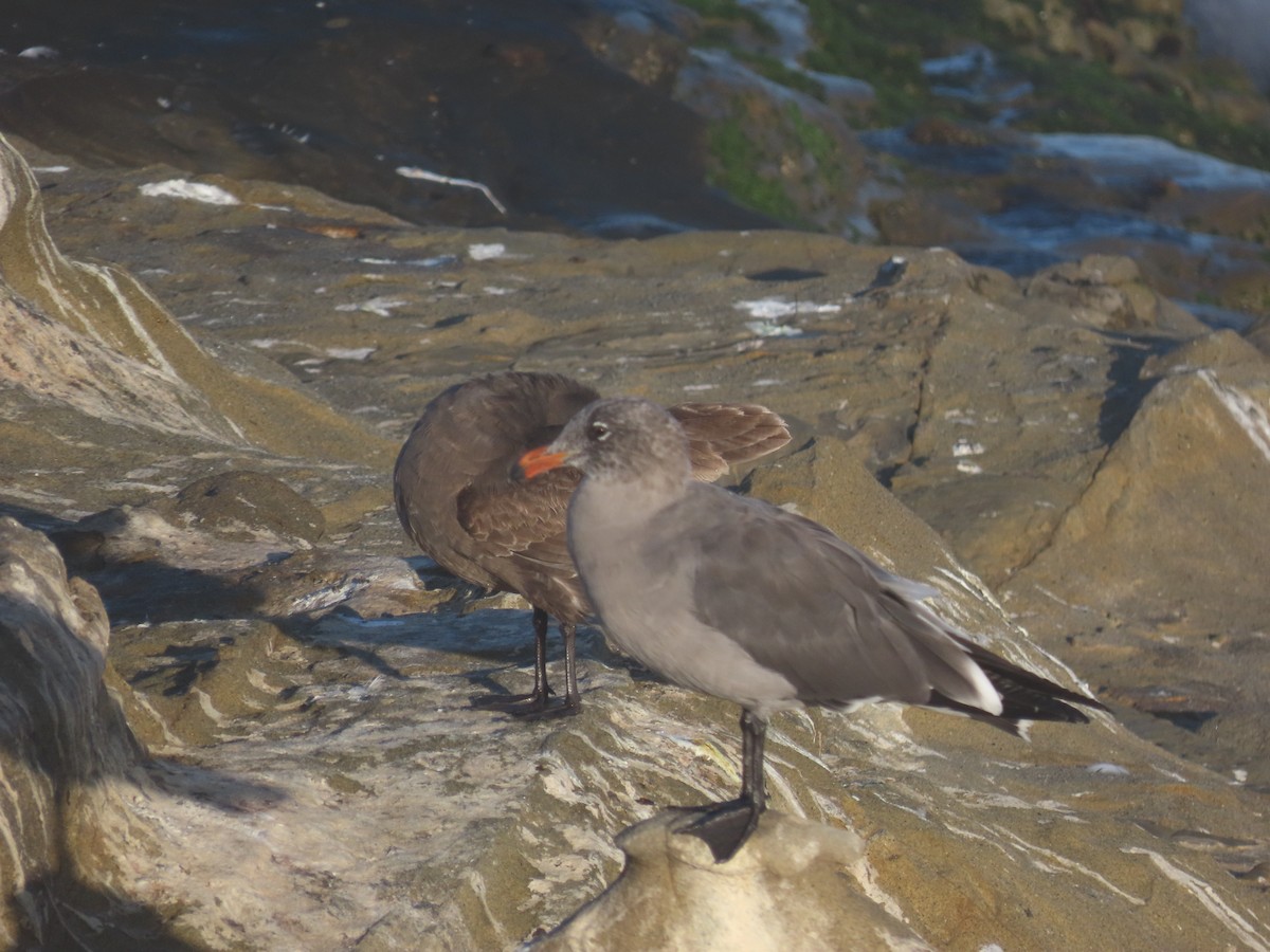 Heermann's Gull - ML643331976