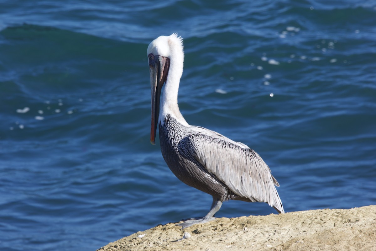Brown Pelican (California) - ML643331978