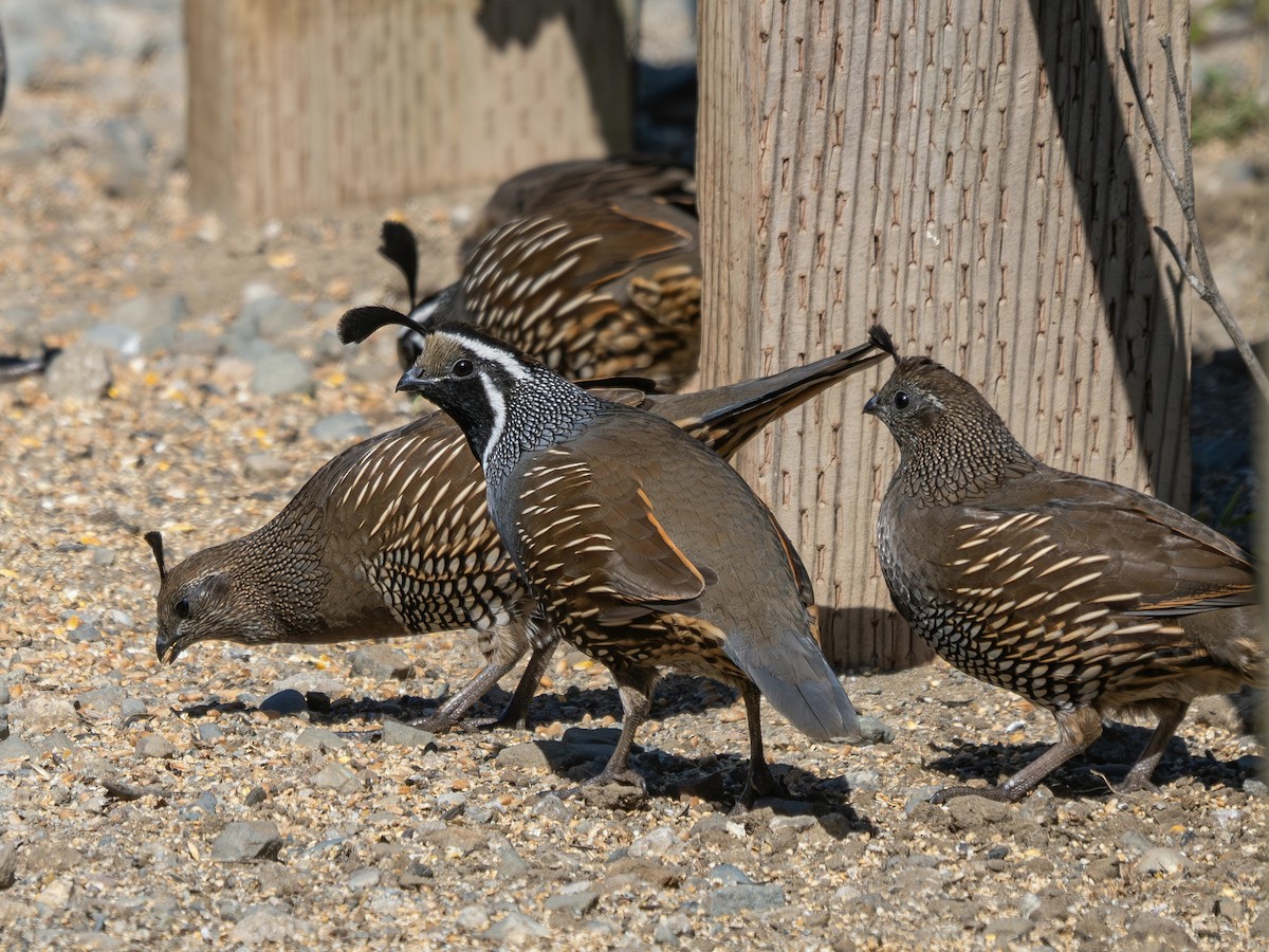 California Quail - ML643331980