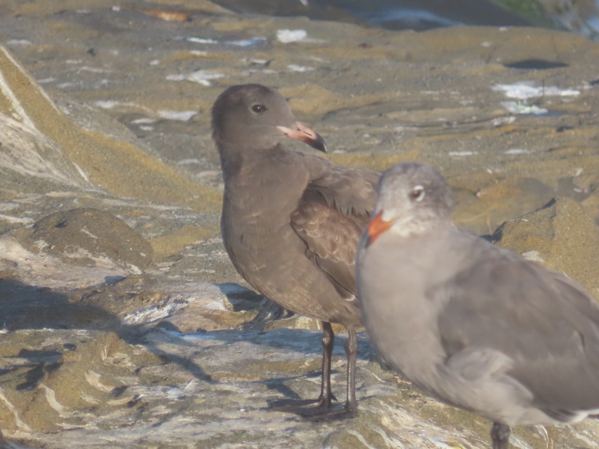 Heermann's Gull - ML643331982