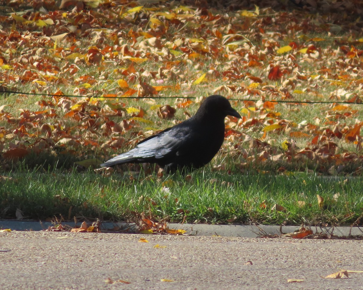American Crow - ML643331984