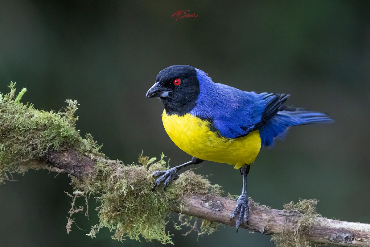 Hooded Mountain Tanager - ML643331985
